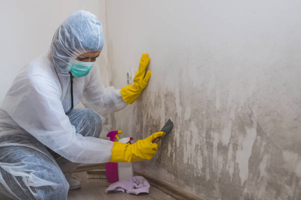 Best Insurance-Related Mold Remediation in Airmont, NY