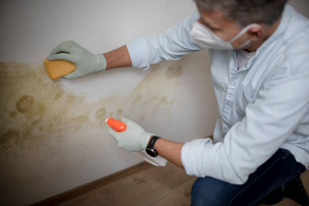 Professional Mold Remediation in Airmont, NY