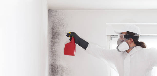 Best Attic Mold Remediation in Airmont, NY
