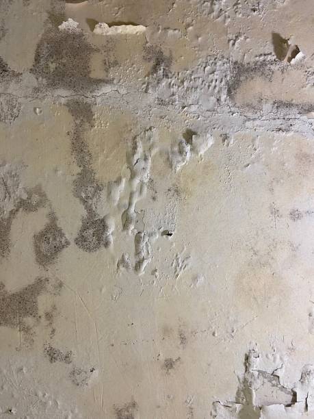 Best White Mold Remediation in Airmont, NY