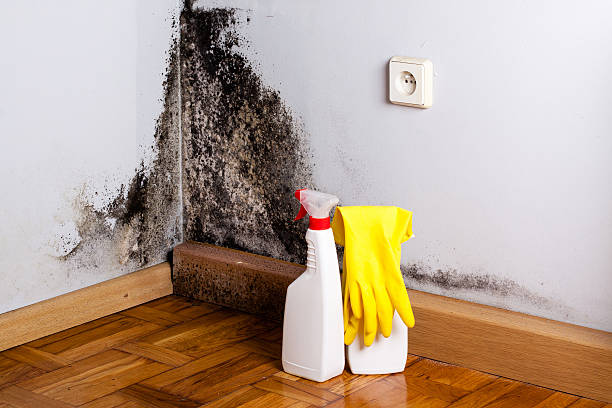 Best Basement Mold Remediation in Airmont, NY